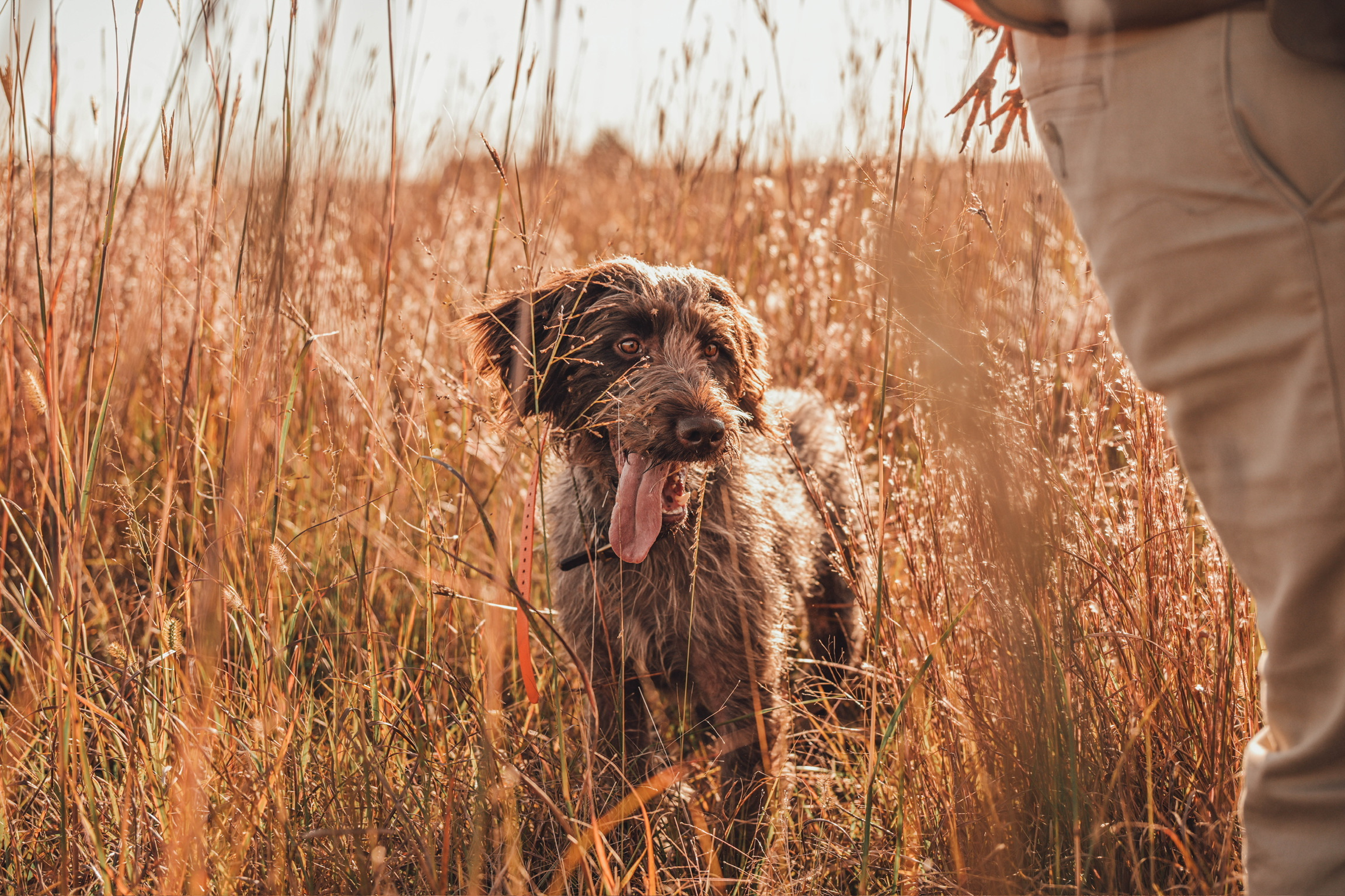Upland bird dog