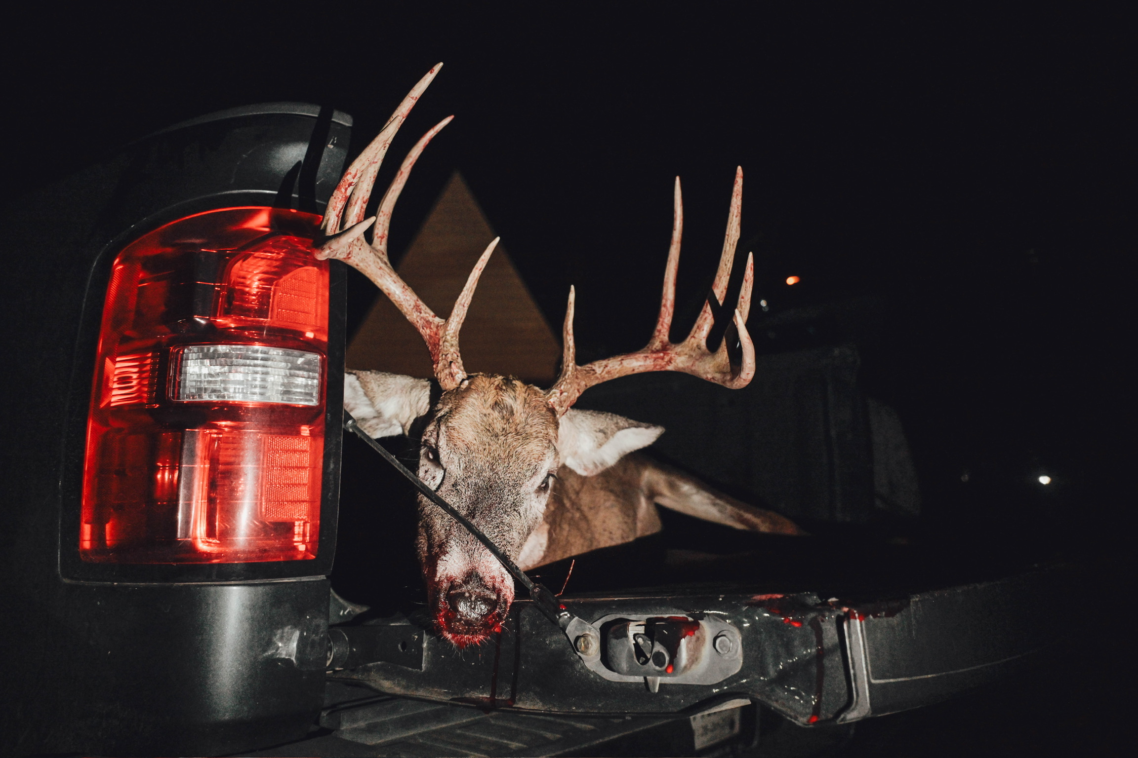 Whitetail buck in the truck bed