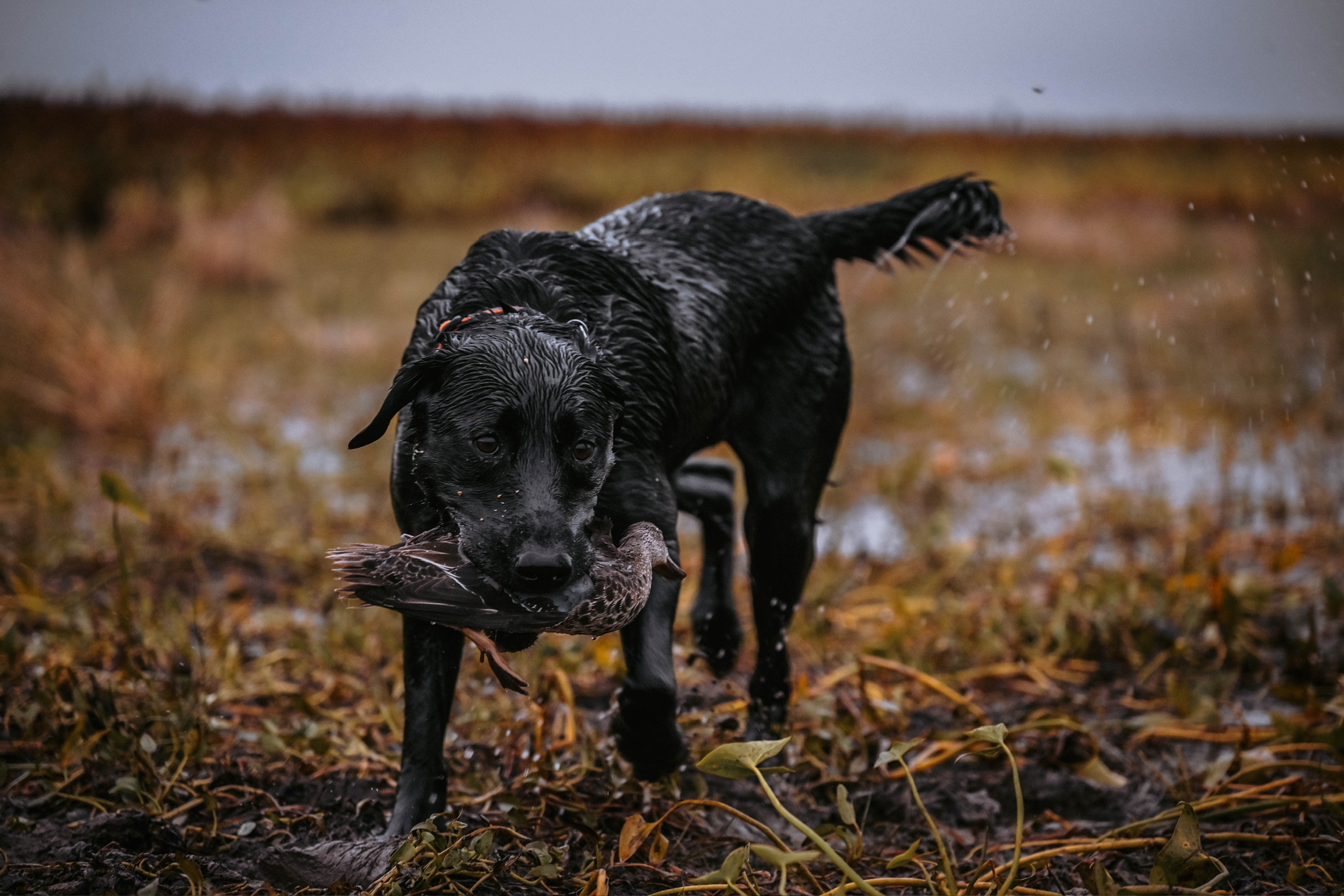 Lab working the field